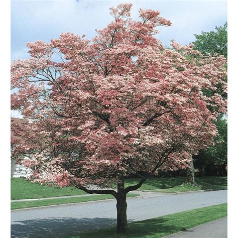 Pink Pink Flowering Dogwood Flowering Tree in Pot (L3181) in the Trees department at Lowes.com