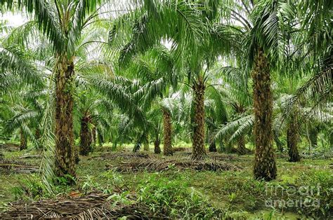 Oil Palm Plantation Photograph by Chris Hellier/science Photo Library ...