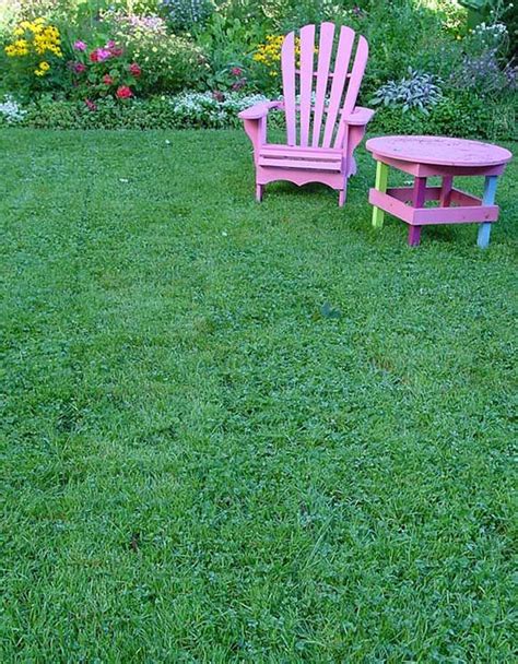 Review Of Replacing Your Lawn With Clover References | Insurance Car ...