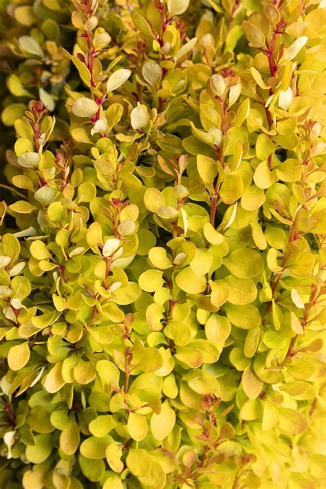 Golden Rocket Barberry, Berberis thunbergii 'Golden Rocket' PP #18,626