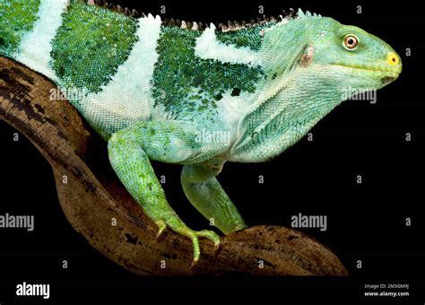 Fiji Crested Iguana (Brachylophus vitiensis Stock Photo - Alamy