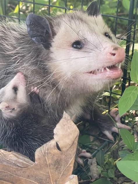 poku on Twitter: "RT @OzPossums: Daily Opossum @OzMediaOfficial Day 914"