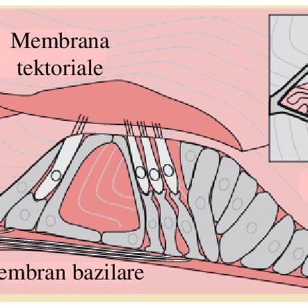 7 Membrana bazilare dhe organi i Kortiut | Download Scientific Diagram