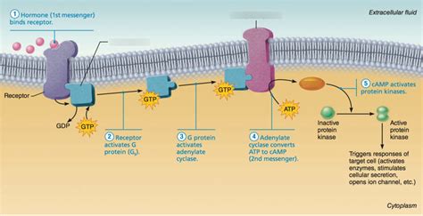 Plasma Membrane Receptors Diagram | Quizlet