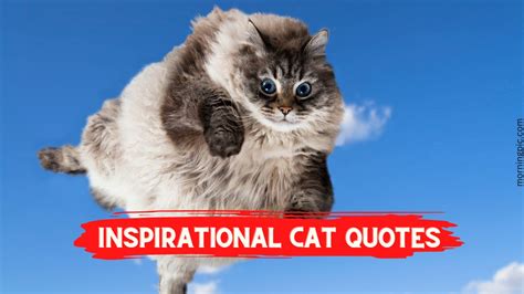200+ Adorable Inspirational Cat Quotes That Will Make You Happy - Morning Pic