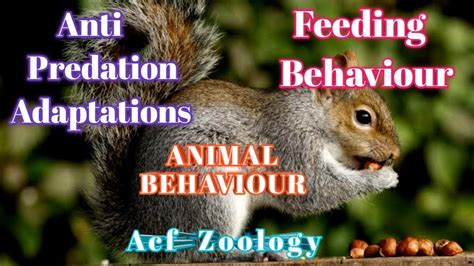 Bsc Zoology | Feeding Behaviour | Anti Predation Adaptations | ACF ZOOLOGY | BIOLOGYBLOG | Neet ...