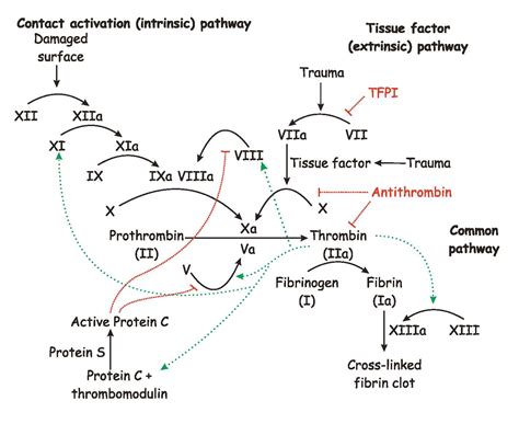 Blood Clotting Cascade Diagram