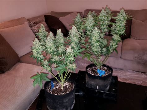 Can I top an auto-flowering cannabis plant? | Grow Weed Easy