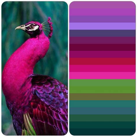 Pink Peacock | Color palette bright, Peacock color scheme, Color schemes