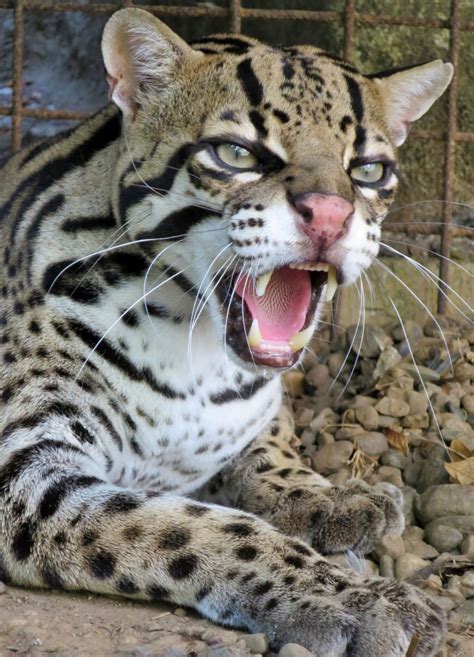 Ocelot – Largest Of The Three Smaller Spotted Cats Found In Guyana ...