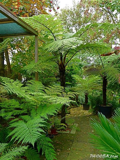 View topic - Tree ferns after 40 years | Piante da ombra da giardino, Felci da giardino, Piante ...