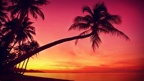 Palm Tree Sunset Wallpapers - Top Free Palm Tree Sunset Backgrounds - WallpaperAccess