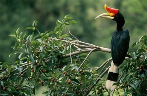 [MIRIS] Mengenal Sang Panglima, Burung Enggang / Burung Rangkong