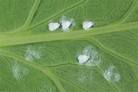 WHITEFLY IS DESTROYING PLANTS - Pest Control Jupiter | Termite Control ...