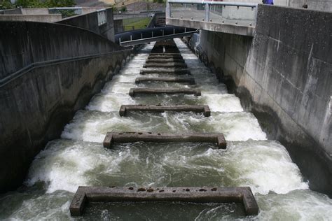 Fish Ladder - Bonneville Dam | Bonneville Dam Fish Ladders -… | Flickr