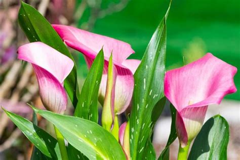 Repotting Calla Lily - Detailed Guide - Petals And Hedges