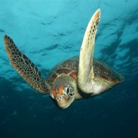 Sea turtle. Queensland, Australia | Turtle, Sea turtle, Queensland