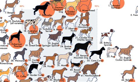 This Infographic Visualizes Dog Breeds Ranked by Temperament