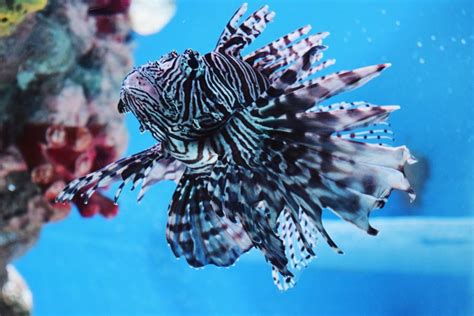 18 Facts You Should Know about Lionfish - OceanWide Explorers