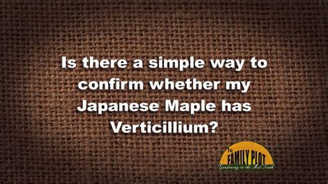 Verticillium Wilt Japanese Maple Tree Diseases Pictures - Check spelling or type a new query.