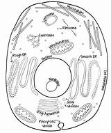 Cell Membrane Coloring Worksheet – Amemyid sketch template