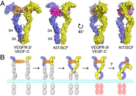 The mechanism of ligand-induced VEGFR dimerization and activation. (A)... | Download Scientific ...