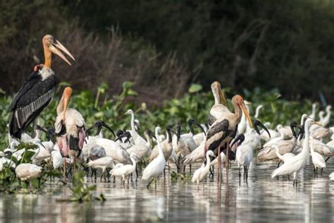 Cambodia Bird Sanctuaries | Top 5 Birding Sites in Cambodia - Cambodia Tours