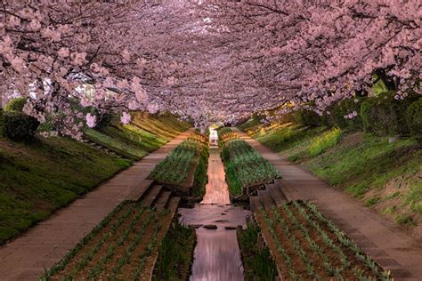 Picture of the Day: Yokohama Cherry Blossoms in Bloom » TwistedSifter