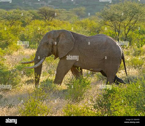 African elephant (Loxodonta africana), male in musth in its habitat, Kenya, Samburu National ...