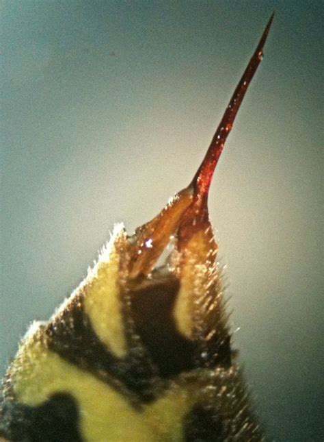 wasp stinger | close up photography | Pinterest | Wasp and Nikon d70