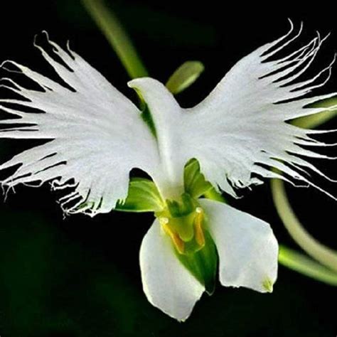 World's Rare Flower Japanese Radiata Seeds for Garden & Home Planting ...