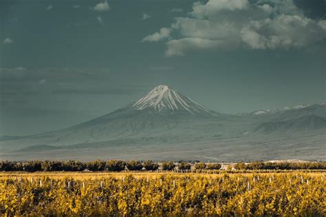 Premium Photo | Ararat snowy mountain peak yellow vineyard valley