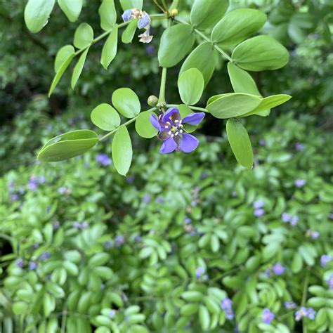 A New Chapter in the Storied Life of This Lignum Vitae | Naples Botanical Garden