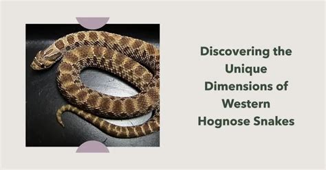 Western Hognose Snake Size