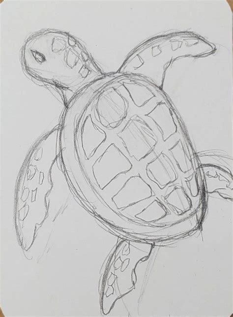 How To Draw A Simple Sea Turtle