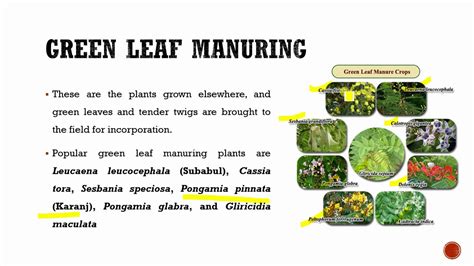 Green manure and Green leaf manure - YouTube