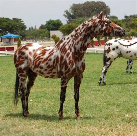 Appaloosa horse breed with the “leopard” coloration : interestingasfuck