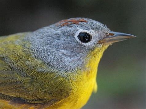 Nashville warbler | Song bird, Painted bunting, Blue gray gnatcatcher