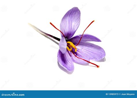 Saffron Flower Stock Photos - Image: 13985973