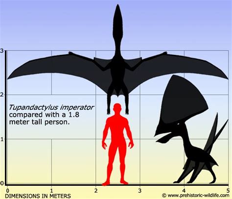 Tupandactylus - Alchetron, The Free Social Encyclopedia