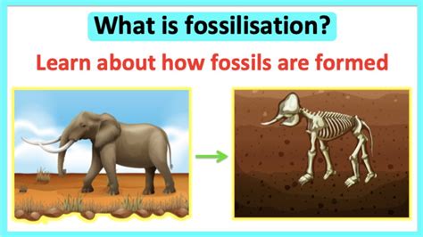 What are fossils? | The process of fossilisation | Educational science lesson - YouTube