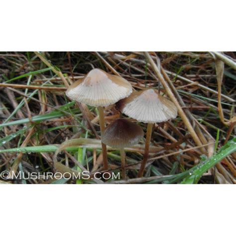 Psilocybe Semilanceata Liberty Cap Mushroom Spore Print