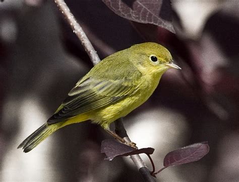 Yellow Warbler Female Photograph by Dee Carpenter - Fine Art America