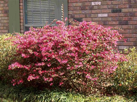 Loropetalum chinense 'Rubrum' / Loropetalum chinense 'Rubrum' - OnlinePlantGuide.com 5061 Bacopa ...