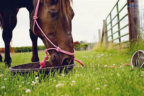 Horse eating grain. by Tana Teel - Stocksy United