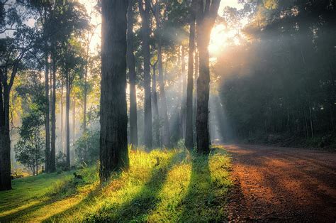 Sunny Forest Photograph by Jan Fijolek - Fine Art America