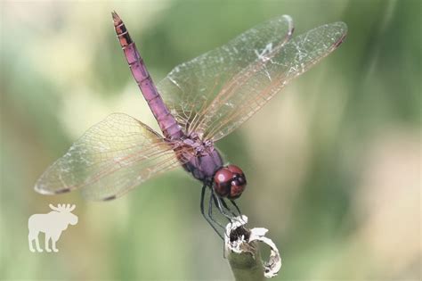 What Does A Dragonfly Eat? — Forest Wildlife