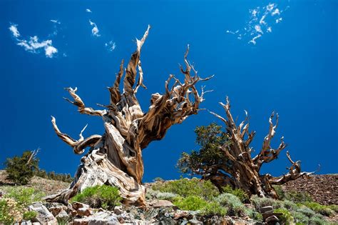 What Is the Oldest Tree in the World | Worlds Oldest Tree | Live Science