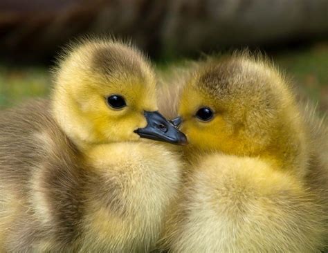 Farm Duck Baby