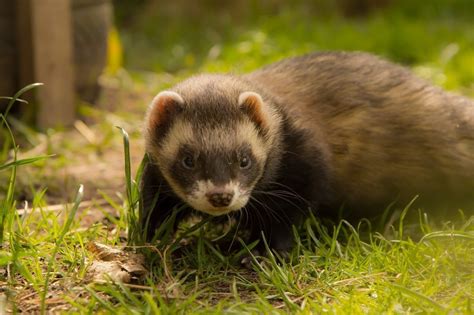 Do Female Ferrets Smell? – Ferret Care